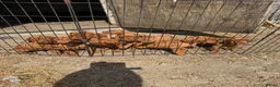 Hungarian Vizsla dogs for sale: Very friendly puppies  in Stroud - Advert 1