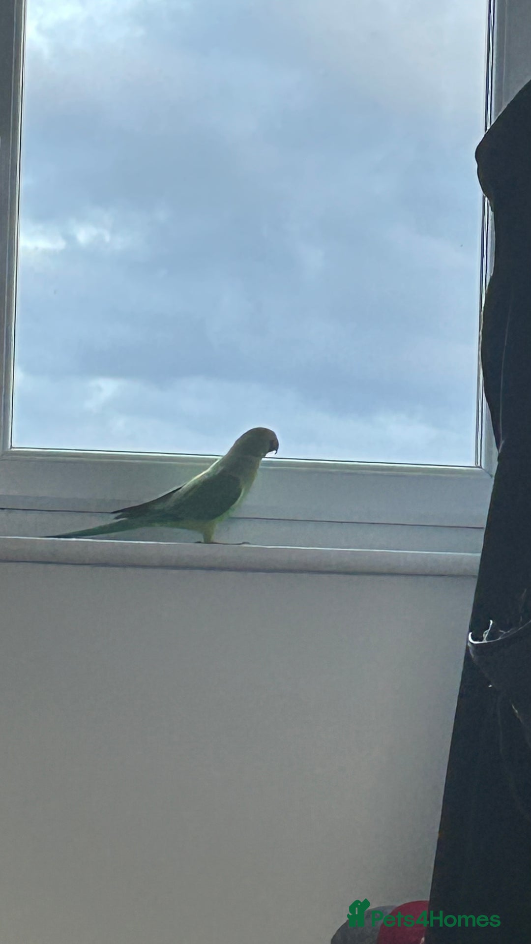 Parrots birds for sale: Indian ring neck - Advert 8