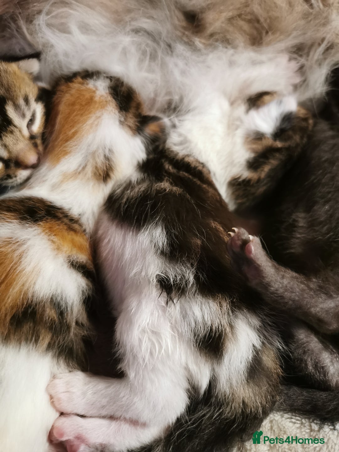 Mixed Breed cats for sale: Maine coon cross kittens for sale - Advert 7