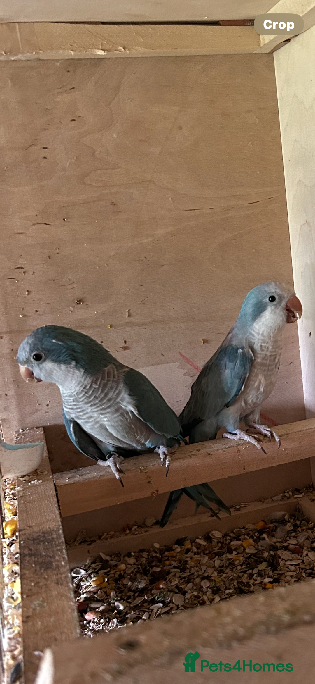 Ringnecks birds for sale: Ringnick proven breeding pairs  - Advert 9