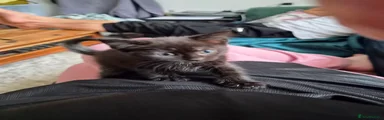Ragdoll 2