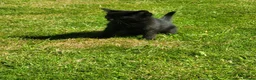 Domestic Shorthair cats for sale: 4 Kittens looking for new forever homes - Advert 18