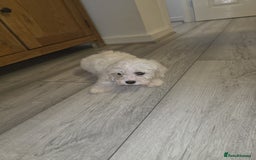 Maltese dogs for sale: Maltese puppies  - Image 17