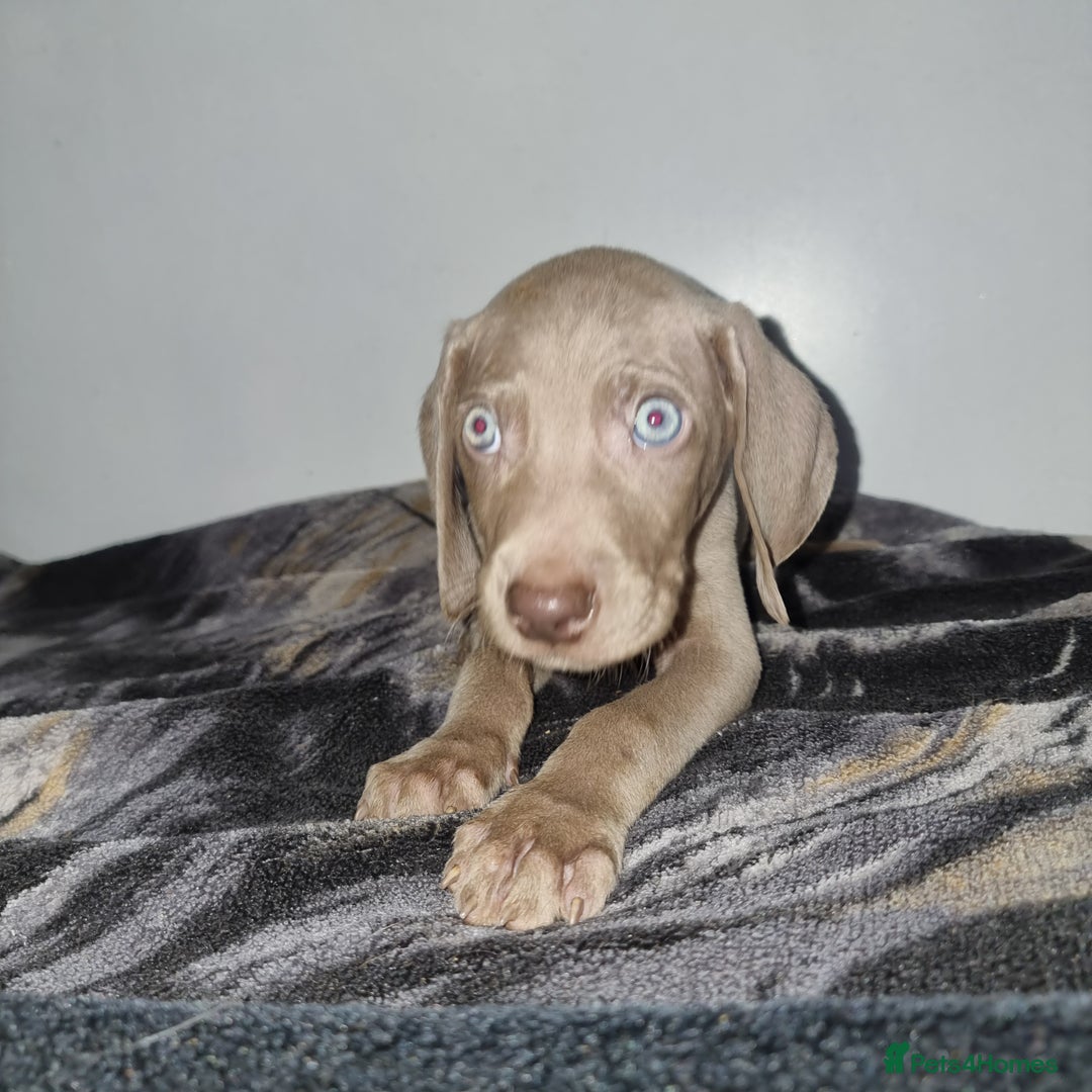 Weimaraner dogs for sale: Blue and Silver Weimaraner  - Image 4