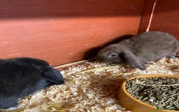 English Lop rabbits for sale: Beautiful English lop boys for sale - Image 6