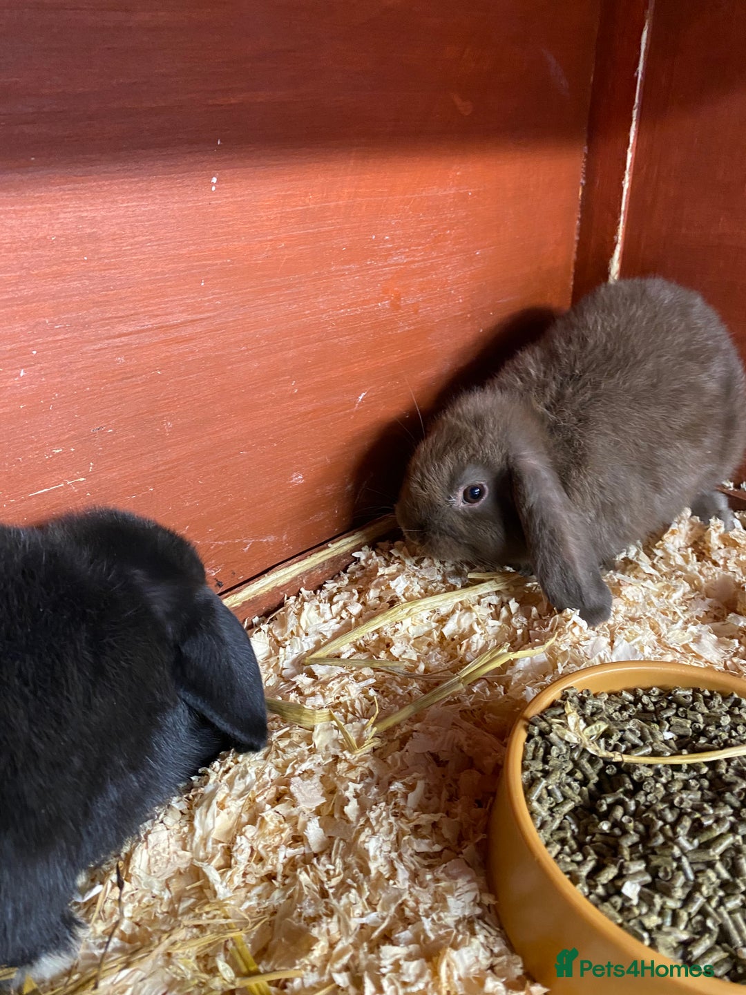 English Lop rabbits for sale: Beautiful English lop boys for sale - Image 6