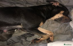 Staffordshire Bull Terrier dogs for sale: Staffy Brindle Black Boy London Staffordshire - Image 11