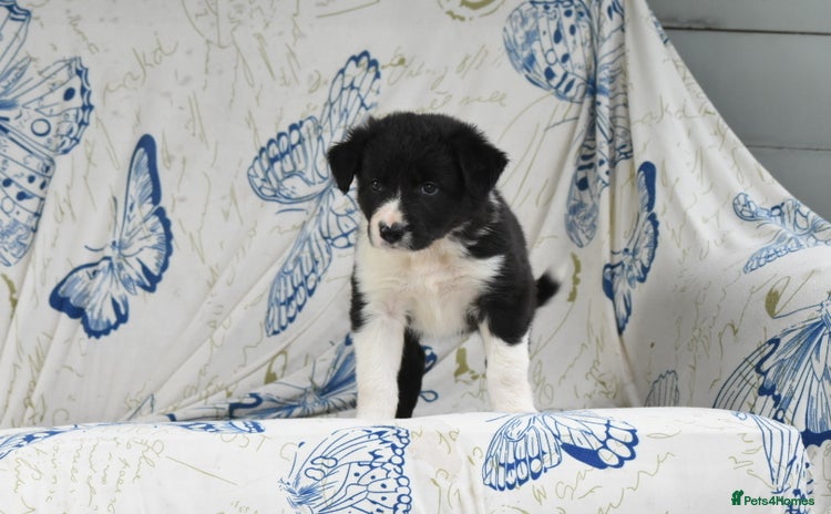 Mixed Breed dogs - Advert 4