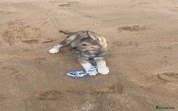 Shepsky dogs for sale: SHEPSKY MALE HUSKY GERMAN SHEPHERD CROSS MALE - Image 7