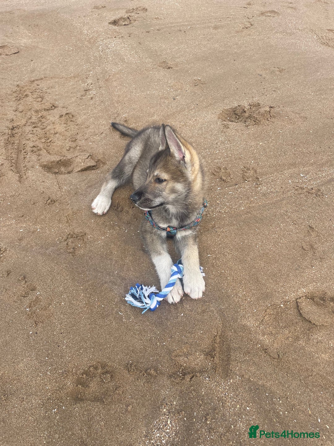 Shepsky dogs for sale: SHEPSKY MALE HUSKY GERMAN SHEPHERD CROSS MALE - Image 7