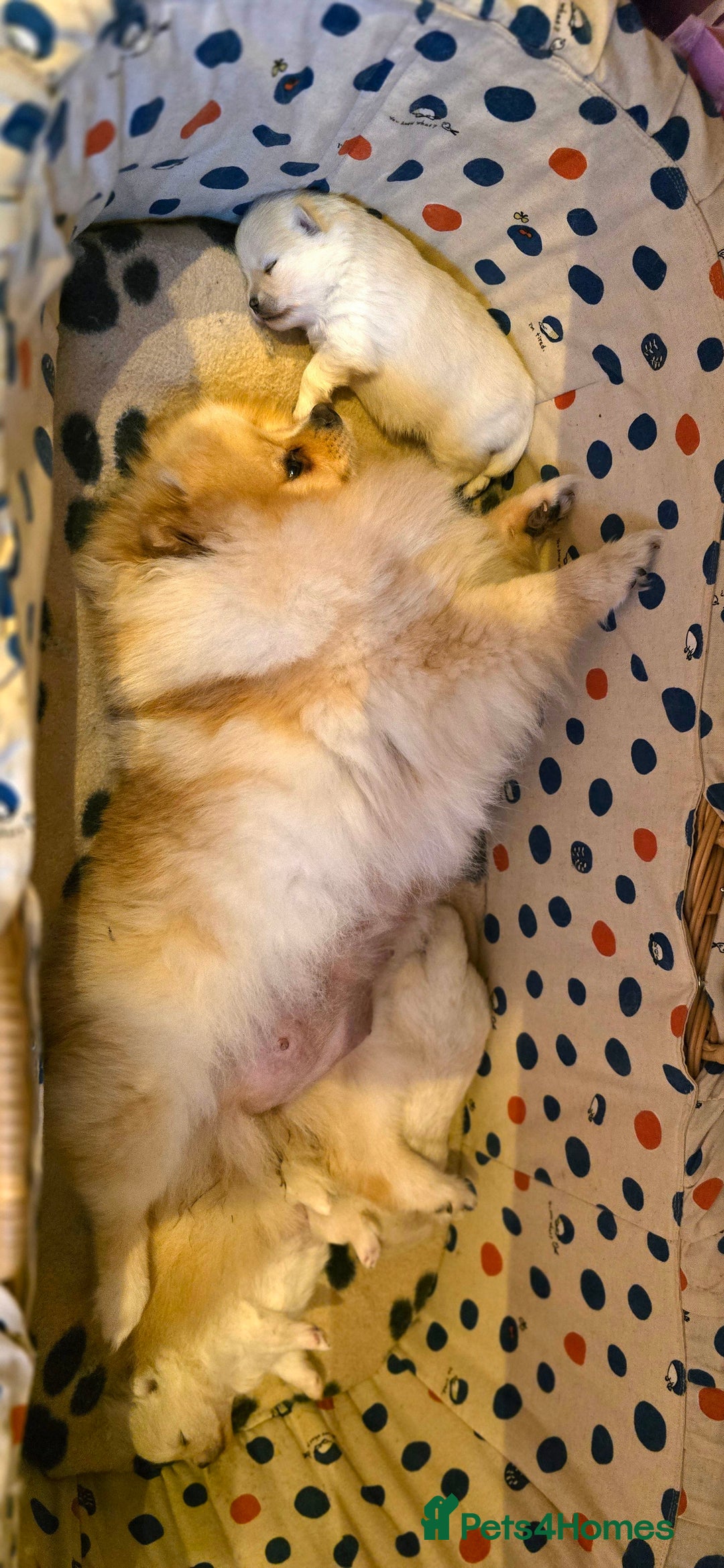 Pomeranian dogs for sale: Stunning Pomeranian puppies  - Advert 13