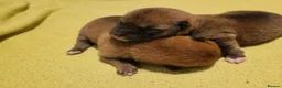 Japanese Shiba Inu dogs for sale: Beautiful Japanese Shiba Inu Puppies 🐾 - Advert 2