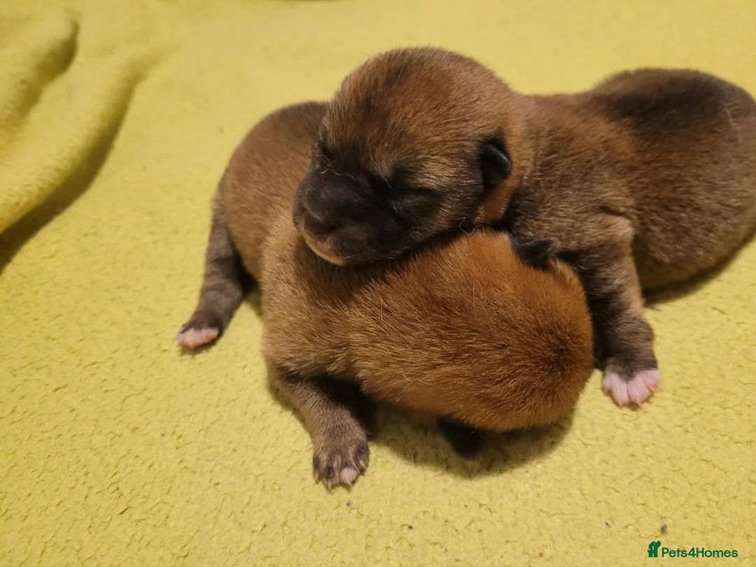 Japanese Shiba Inu dogs for sale: Beautiful Japanese Shiba Inu Puppies 🐾 - Advert 2