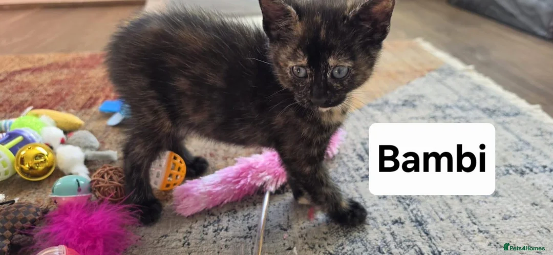 Mixed Breed cats for sale: 4 Beautiful kittens - Advert 28