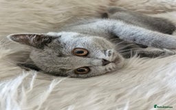 British Shorthair cats for sale: Beautiful Blue British shorthair  - Image 10