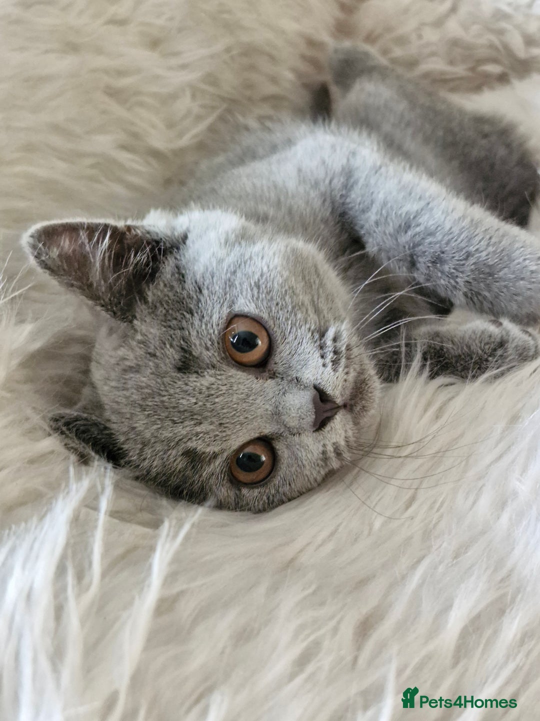 British Shorthair cats for sale: Beautiful Blue British shorthair  - Image 10