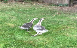 Geese poultry for sale: PAIR CHINESE GOSLINGS PURE BRED - Image 2