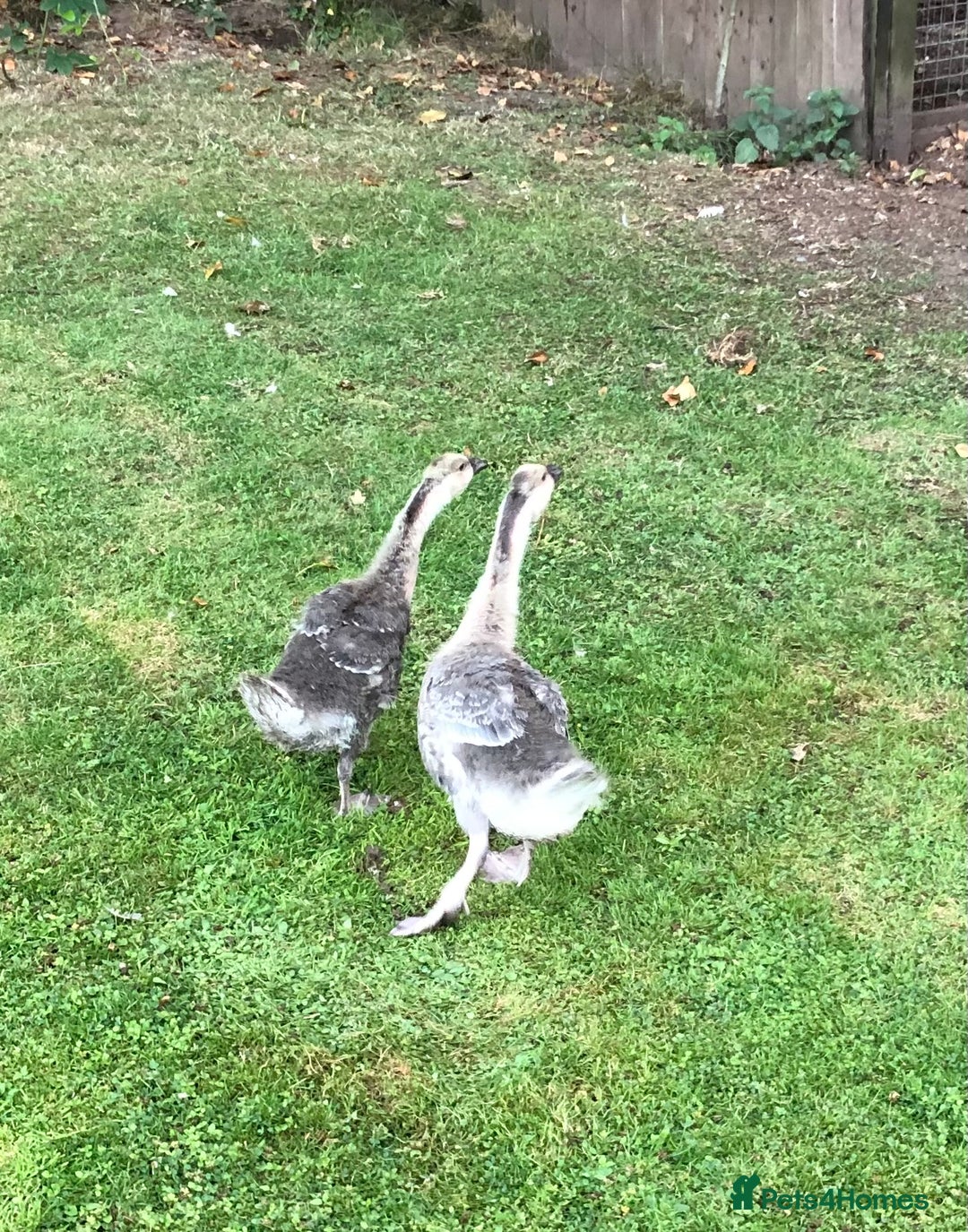 Geese poultry for sale: PAIR CHINESE GOSLINGS PURE BRED - Image 2
