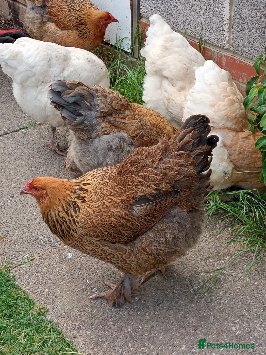 Chickens poultry for sale: LF Brahma Partridge, Lemon Pyle, golden lace - Advert 1