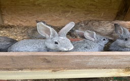 Continental Giant rabbits for sale: Rabbits for sale very nice  - Image 4