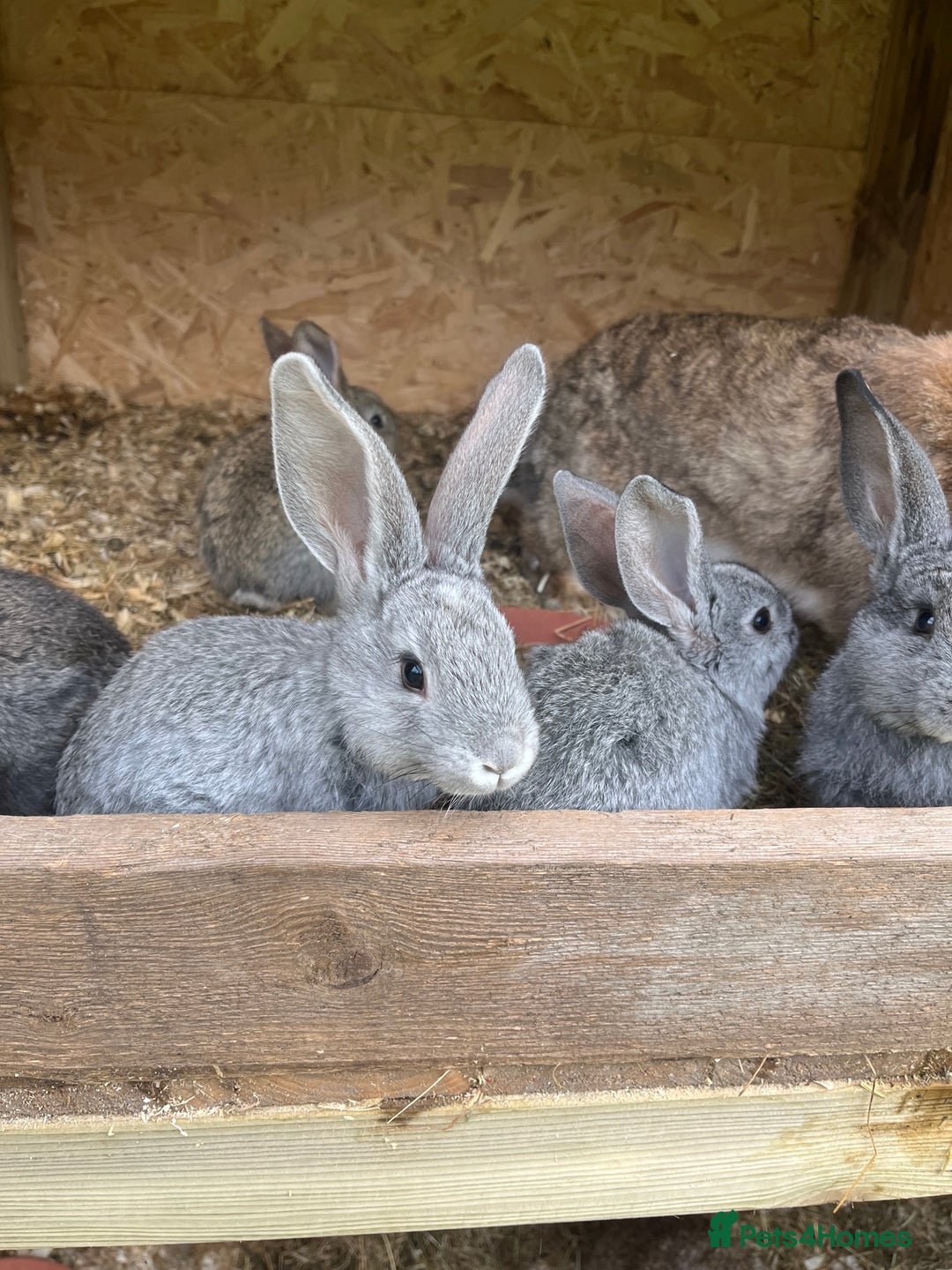 Continental Giant rabbits for sale: Rabbits for sale very nice  - Image 4