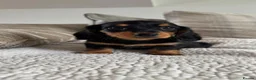 Miniature Dachshund dogs for sale: BEAUTIFUL PRA CLEAR & KC REG MINI DACHSHUNDS - Advert 7