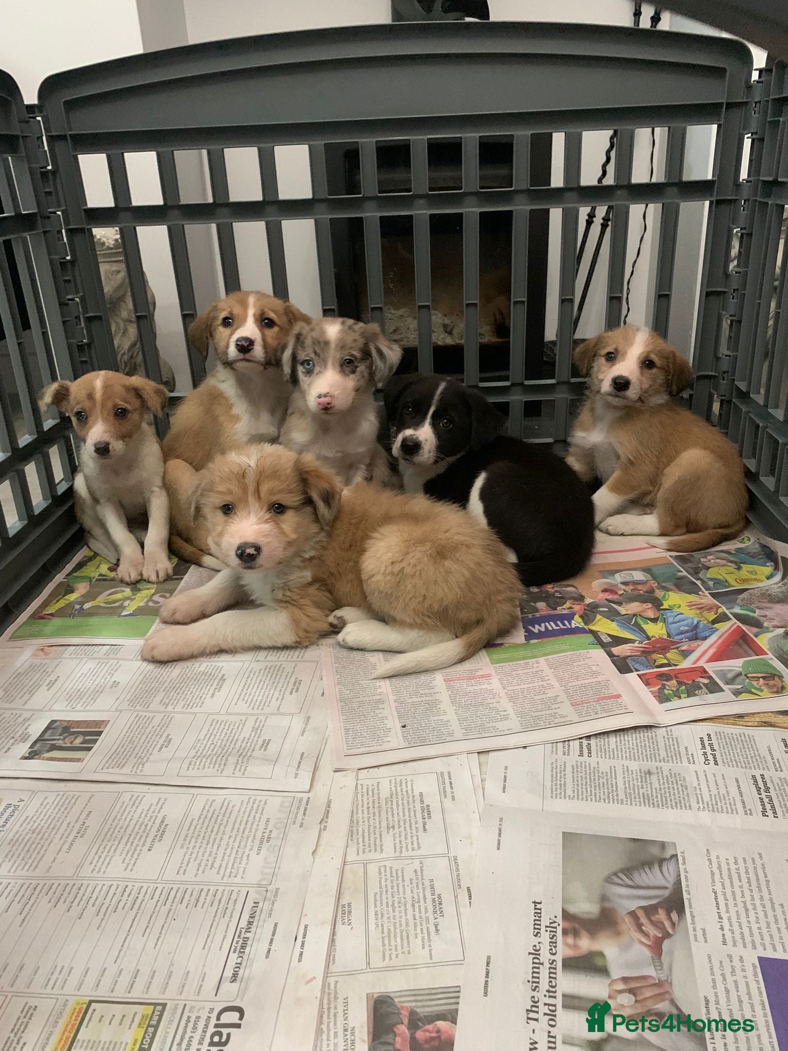 Mixed Breed dogs Old style Lurcher puppies - Advert 1