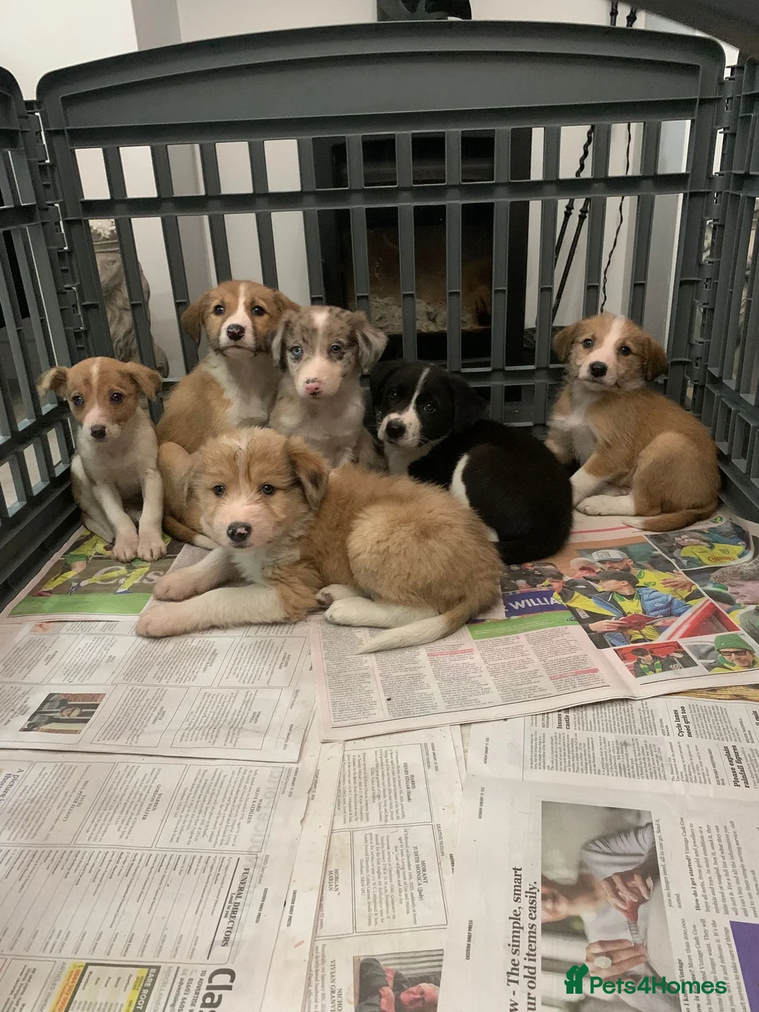 Mixed Breed dogs for sale: Old style Lurcher puppies - Advert 1