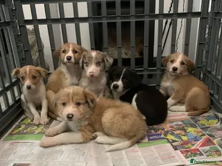 Mixed Breed dogs Old style Lurcher puppies - Advert 1