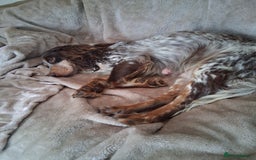 Cocker Spaniel dogs for sale: Cocker spaniel puppies  - Image 16