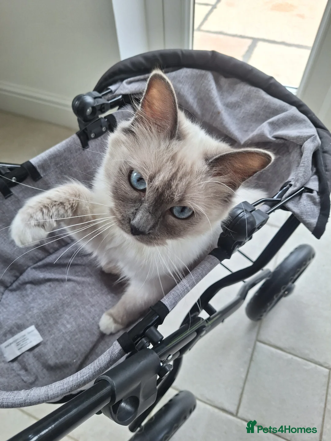 Ragdoll cats for sale: GCCF RAGDOLL KITTENS ( CHAMPION LINES) - Advert 1