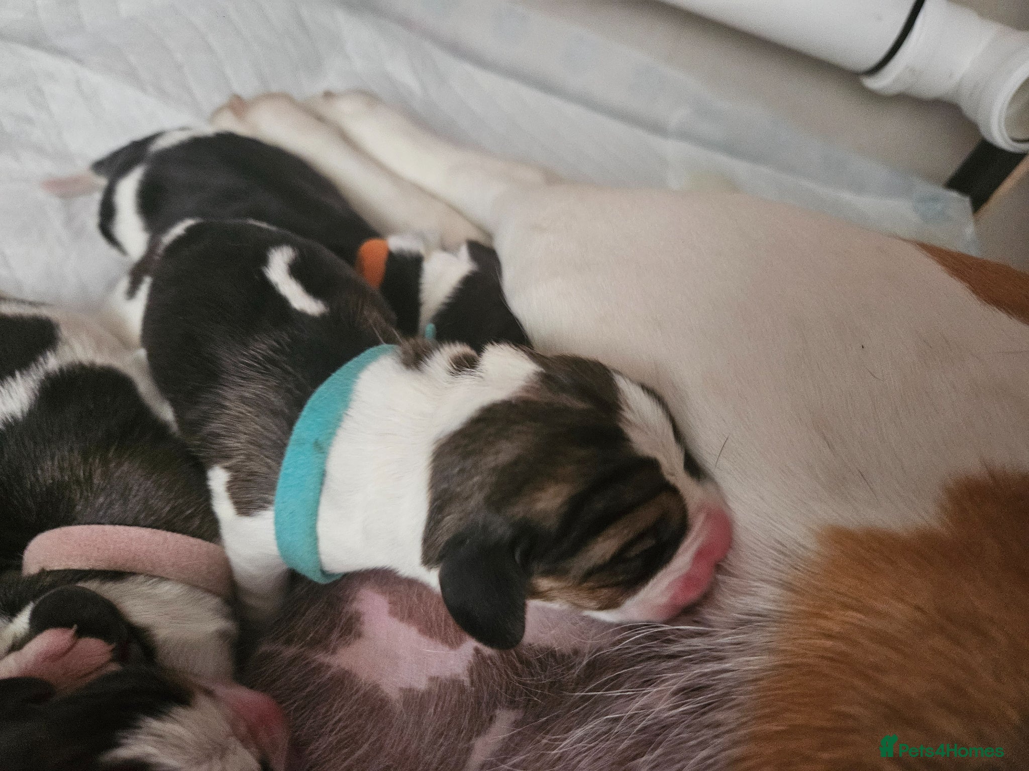 Beagle dogs for sale: KC Registered Beagle puppies Champions generation - Advert 5