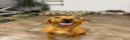 Labrador Retriever dogs for sale: 2 Year old Female Labrador - Advert 3