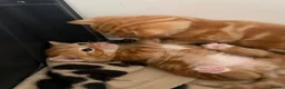 Domestic Shorthair cats for sale: Stunning ginger kittens  in Kinross - Advert 11