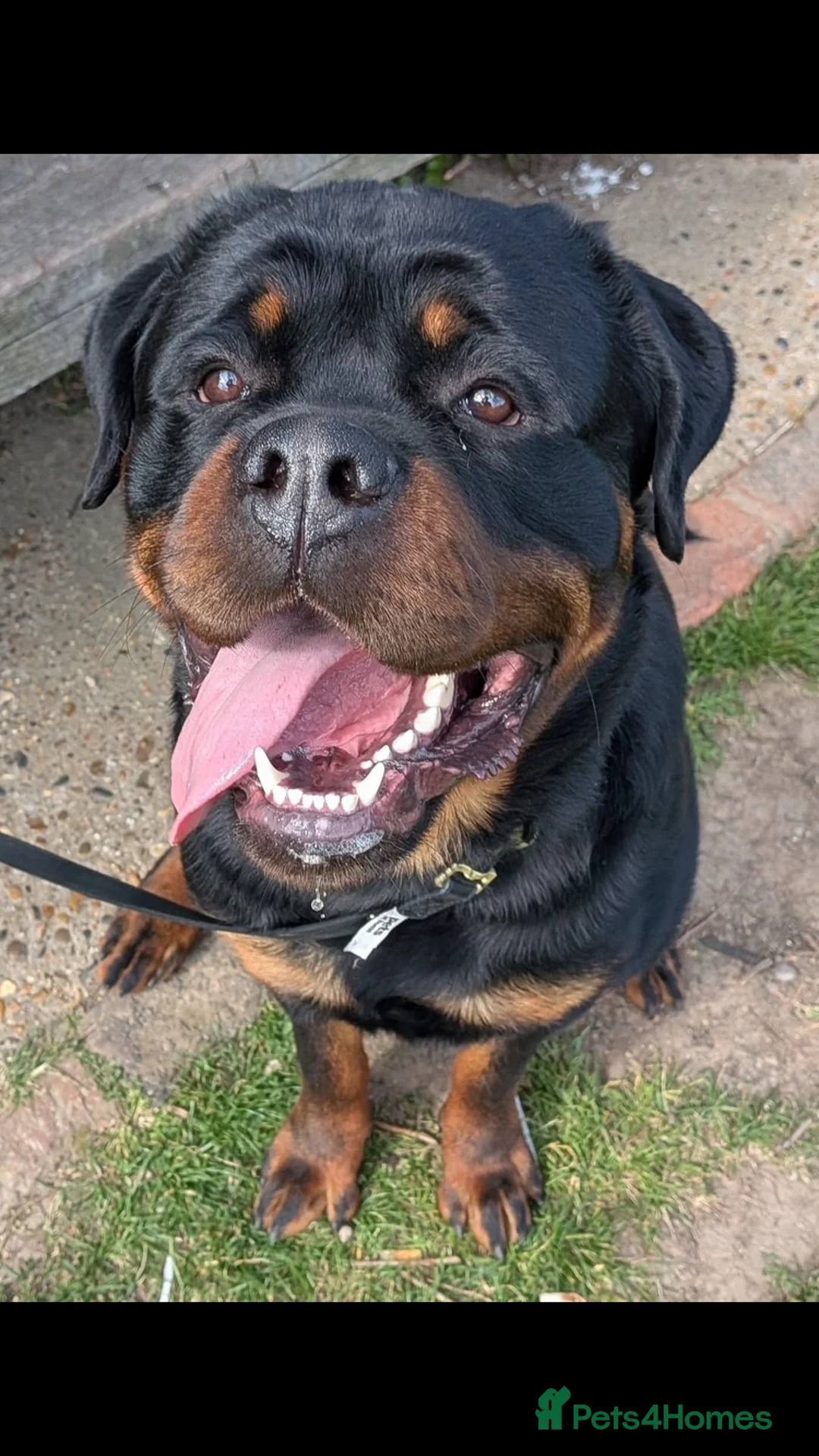 Rottweiler dogs for stud: KC Registered Rottweiler for first stud  in Bishop's Stortford - Advert 2