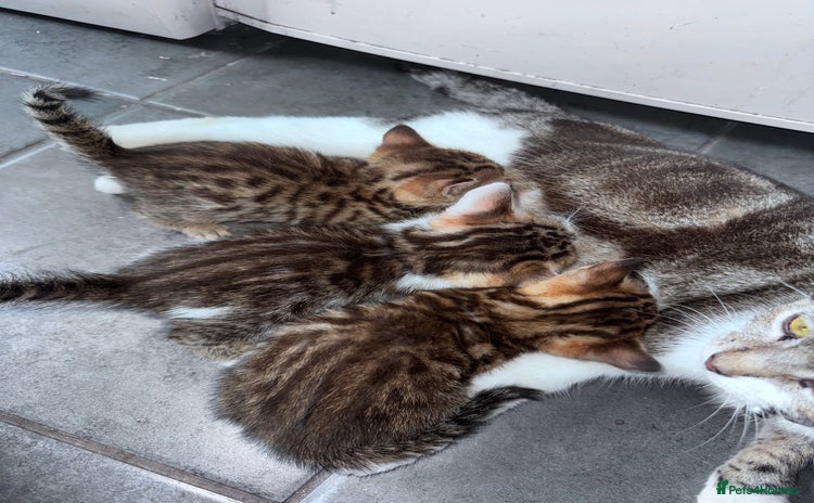 Bengal cats - Advert 3