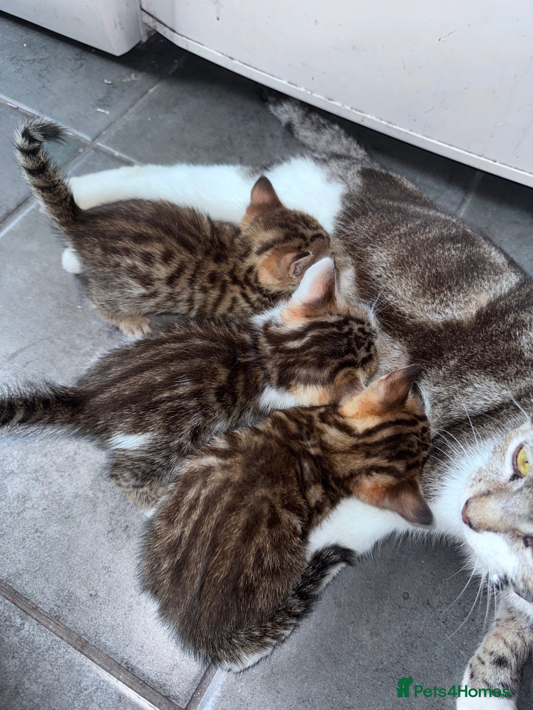Bengal cats for sale: Bengal Kittens ready to be reserved  - Image 1