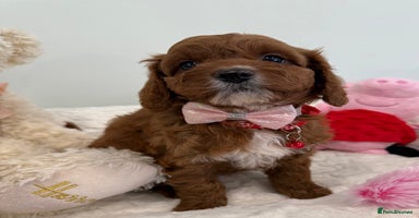 Cavapoo dogs - Advert 4