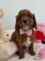 Cavapoo dogs - Advert 15