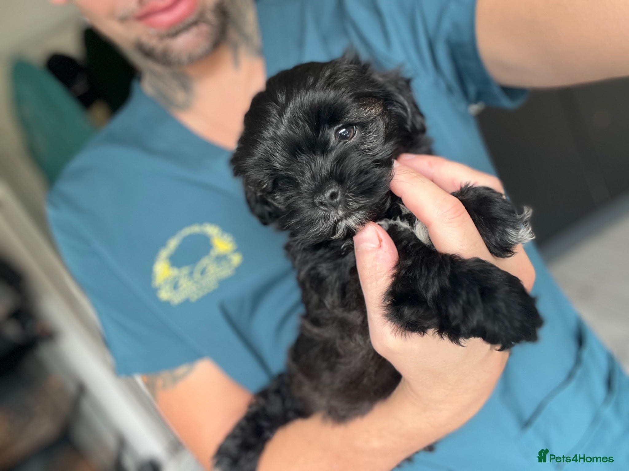 Shih Tzu dogs ONE Toy shihpoo boy available  - Advert 1