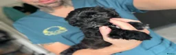 Shih Tzu dogs for sale: WAITING LIST Toy Shihpoo Puppies - Advert 3