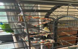 Cockatiels birds for sale: Male and female cockatiels  - Image 4