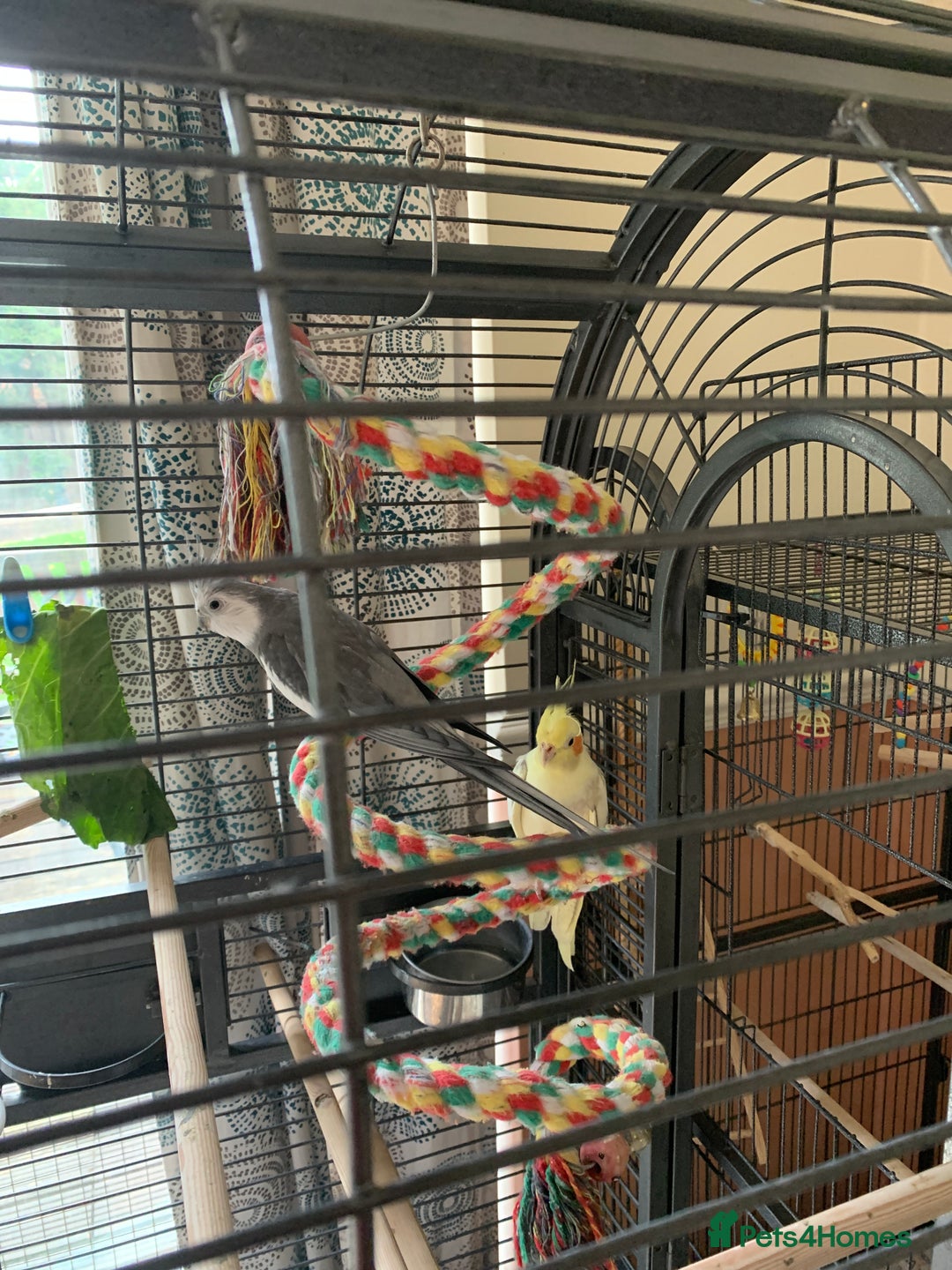 Cockatiels birds for sale: Male and female cockatiels  - Image 4