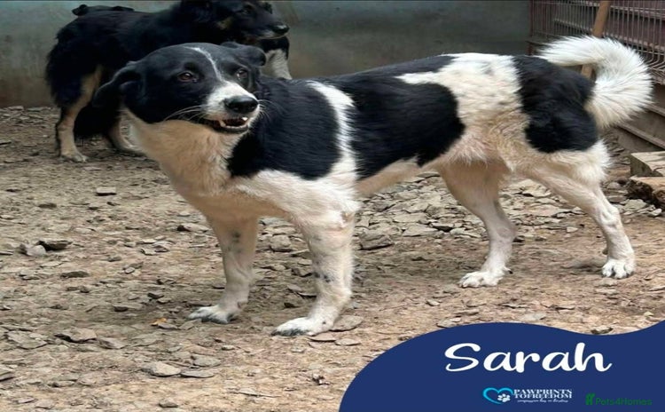 Mixed Breed dogs Meet Sarah, currently residing in Essex  - Advert 1