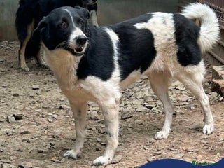 Mixed Breed dogs for adoption: Meet Sarah, currently residing in Essex - Advert 2