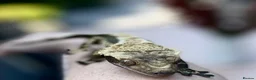 Gecko reptiles for sale: Crested gecko with setup - Advert 2
