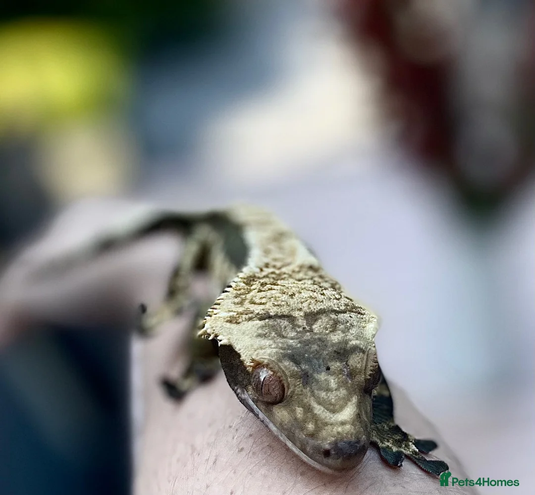 Gecko reptiles for sale: Crested gecko with setup - Advert 2