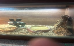 Tortoise reptiles for sale: Horsefield tortoise - Image 6