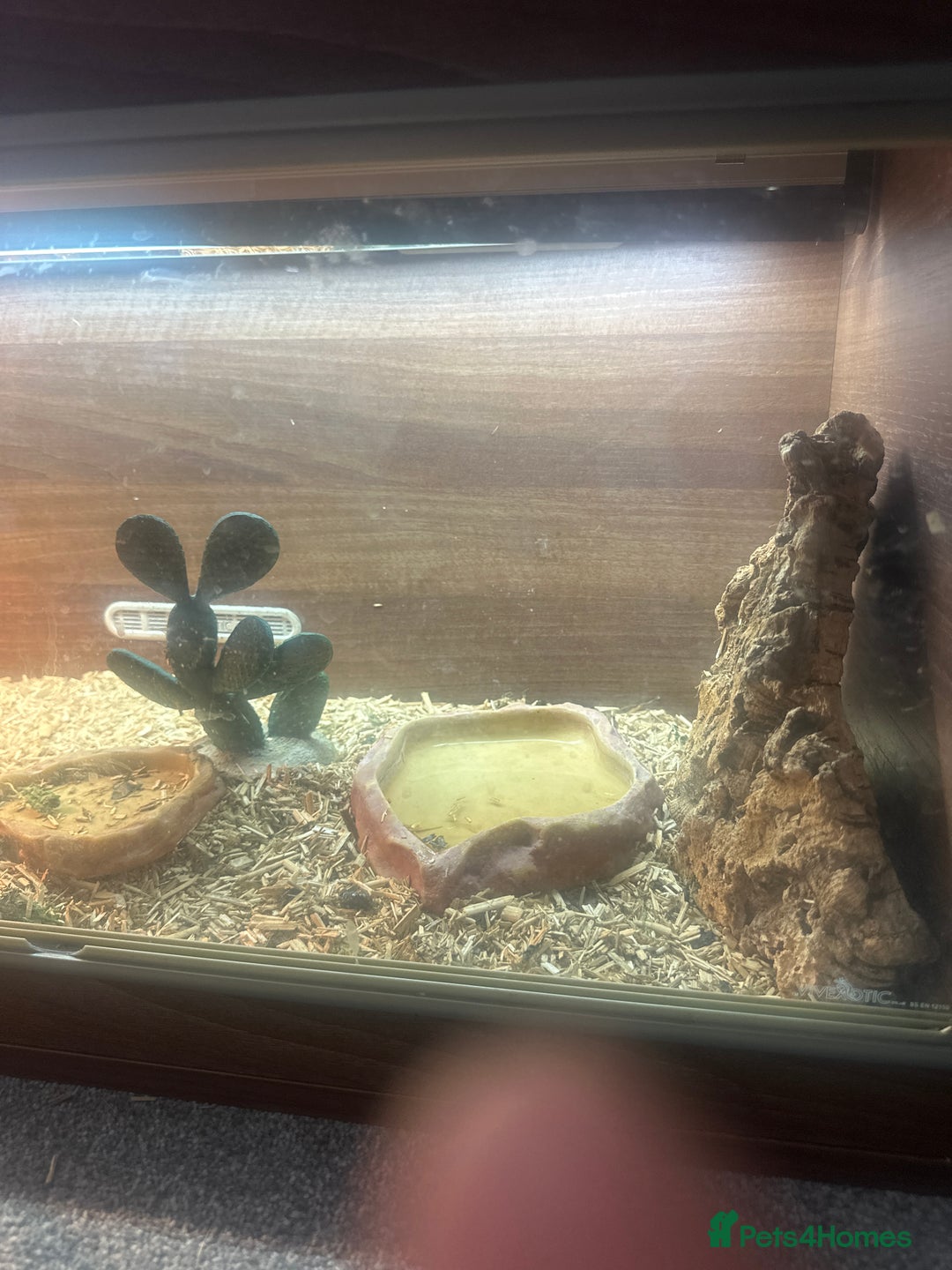 Tortoise reptiles for sale: Horsefield tortoise - Image 6