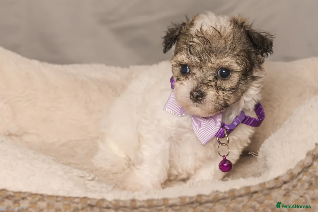 Bichon Frise dogs for sale: Bichon puppies for sale  - Advert 5